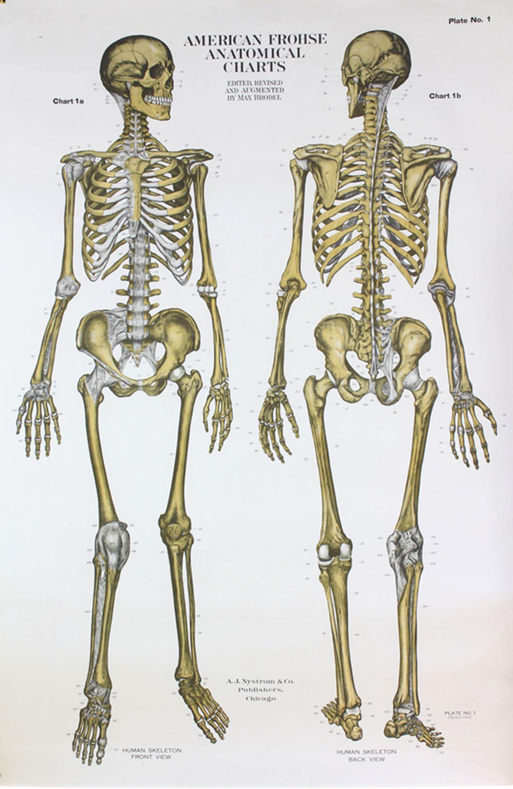 <p>What level of hierarchical structure does the following image belong to?</p>