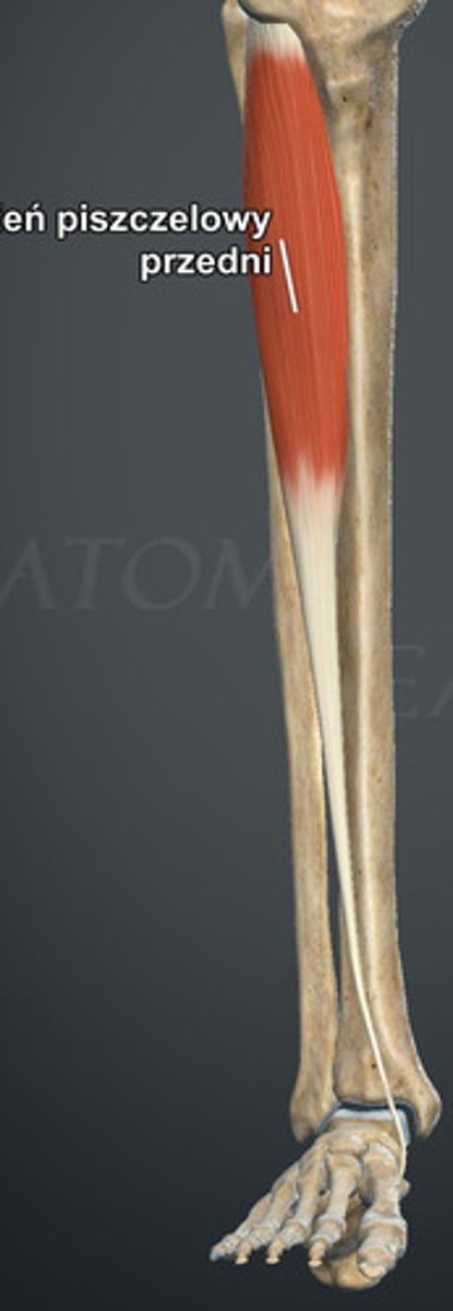 <p>zginanie grzbietowe stopy, przywodzenie stopy, odwracanie stopy</p>