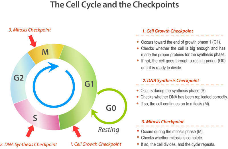 <p><span><span>A stage in the eukaryotic cell cycle at which the cell examines internal and external cues and "decides" whether or not to move forward with division.</span></span></p>