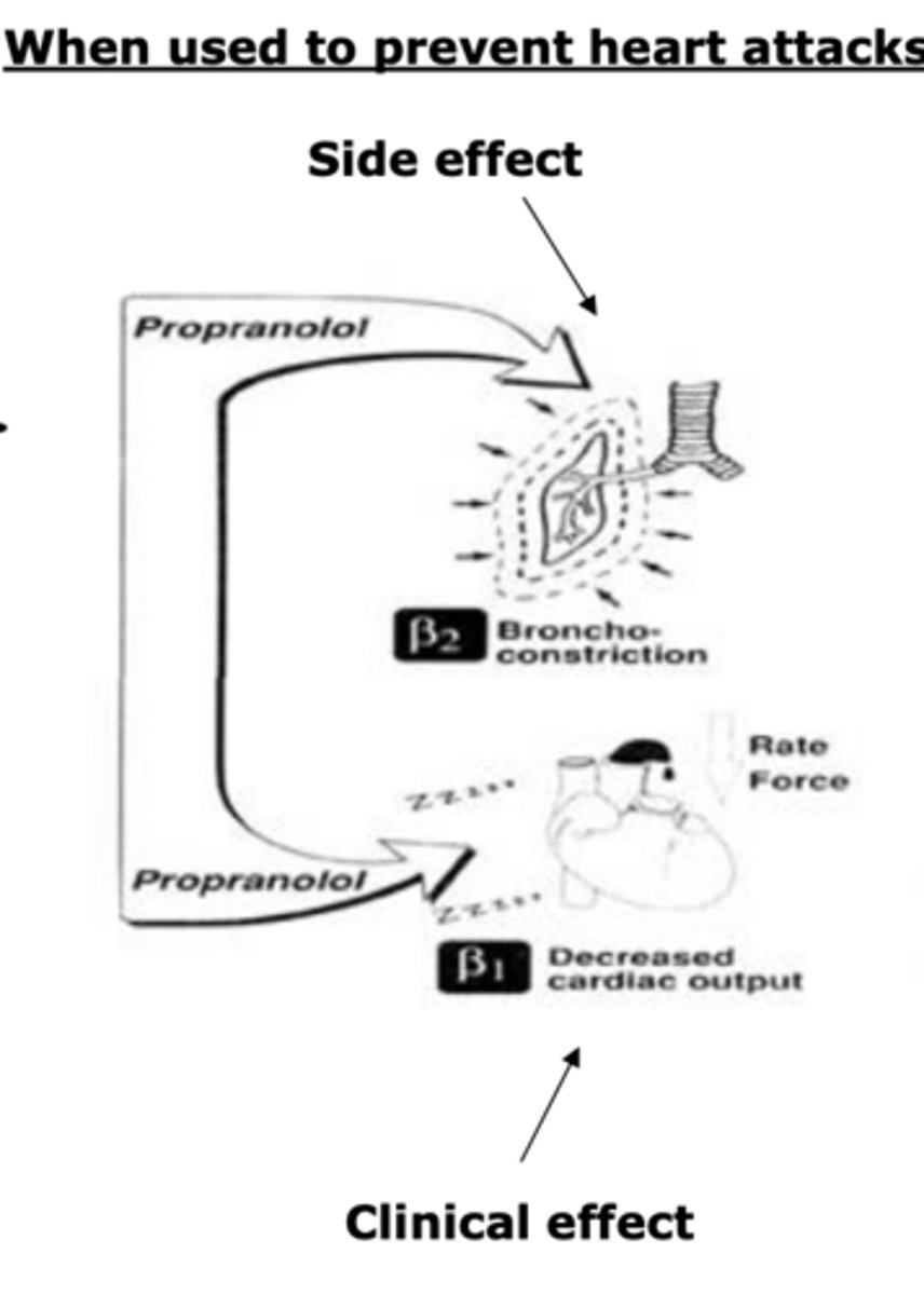 <p>relaxes the heart, causes decreased cardiac output. Targets β1.</p><p>Causes bronchoconstriction, targets β2</p>