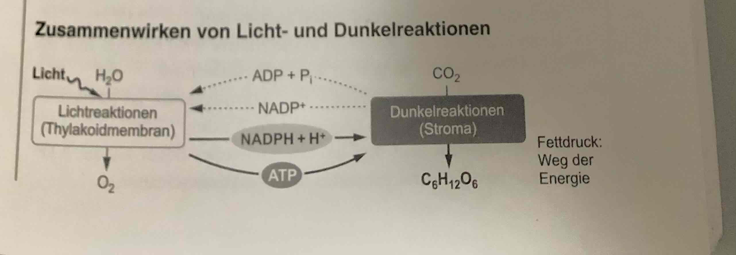 <ul><li><p>Stroma der Chloroplas-ten </p></li></ul><ul><li><p>﻿﻿CO2-Fixierung: Kohlenstoffdioxid → Enzyms Ru-bisCO an Ribulose-1,5-bisphospha -bunden.</p></li><li><p>unter ATP und NADPH + H+ (aus den lichtabhängigen Reaktionen) re-duziert</p></li><li><p>Aus ein Teil Glucose aufgebaut.</p></li><li><p>NADP+ ADP und P stehen für die lichtabhängigen Reaktionen zur Verfügung.</p></li><li><p>﻿﻿Regeneration des CO2-Akzeptors: Aus Rest unter ATP-Verbrauch der primäre CO2-Akzeptor RubP wiederhergestellt.</p></li></ul>