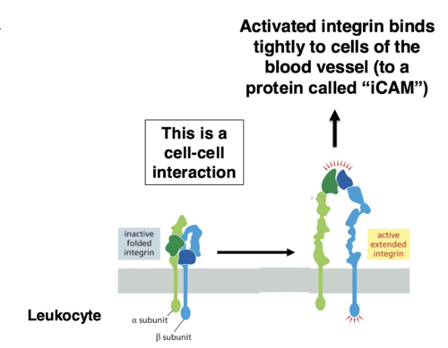 <p>integrins mediate the switch to tight adhesion</p><p>when the cell reaches the site of inflammation, there is a signal to switch to tight adhesion</p><p>this signal activates integrin (on the leukocyte) - switches from bent to straight conformation</p><p>activated integrin tightly binds a protein ("iCAM") that is on the surface of the endothelial cells</p><p>this stops the rolling</p>