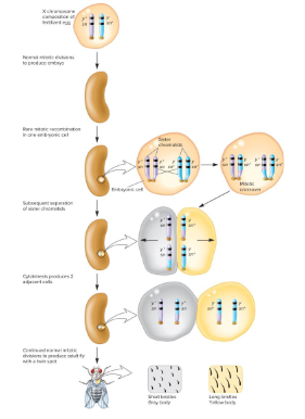 <p>Places on an organism in which two adjacent regions are different from the rest of the body and from each other. Stern observed this in his female fruit flies and proposed that it was caused by mitotic recombination within one cell during embryonic development.</p>