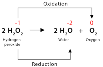 <p>A type of redox reaction in which one element is both oxidized and reduced, producing two different products with higher and lower oxidation states, respectively</p><p>These are usually accomplished by enzymes</p>