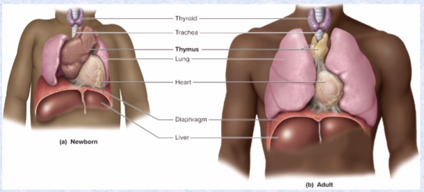 <p>site of maturation of T cells- immune defense</p><p>hormones: thymopoietin, thymosin, thymulin- stimulates nervous system</p>
