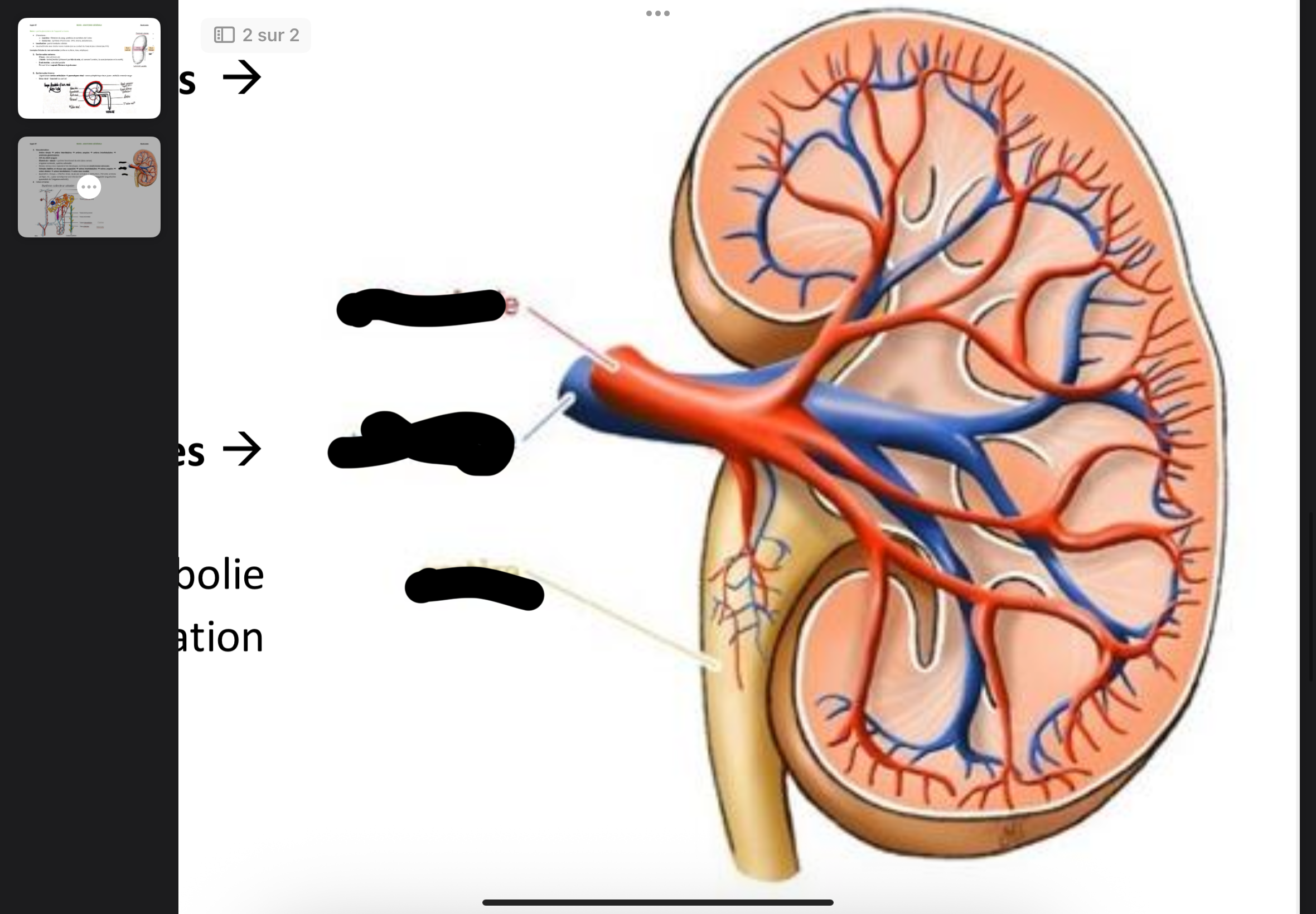 <p>3.<strong> </strong>Vascularisation</p>