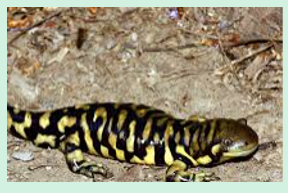 <ul><li><p><span>Barred tiger salamander</span></p></li><li><p><span>Introduced species from Texas that</span><br><span>hybridizes with native A. californiense</span></p></li><li><p><span>Large, stout-bodied salamander with dark</span><br><span>background and yellow bars, less spotting</span></p></li></ul><p></p>
