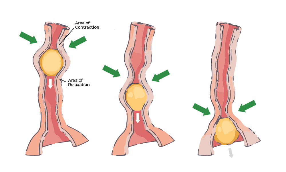 <p>What is peristalsis?</p>