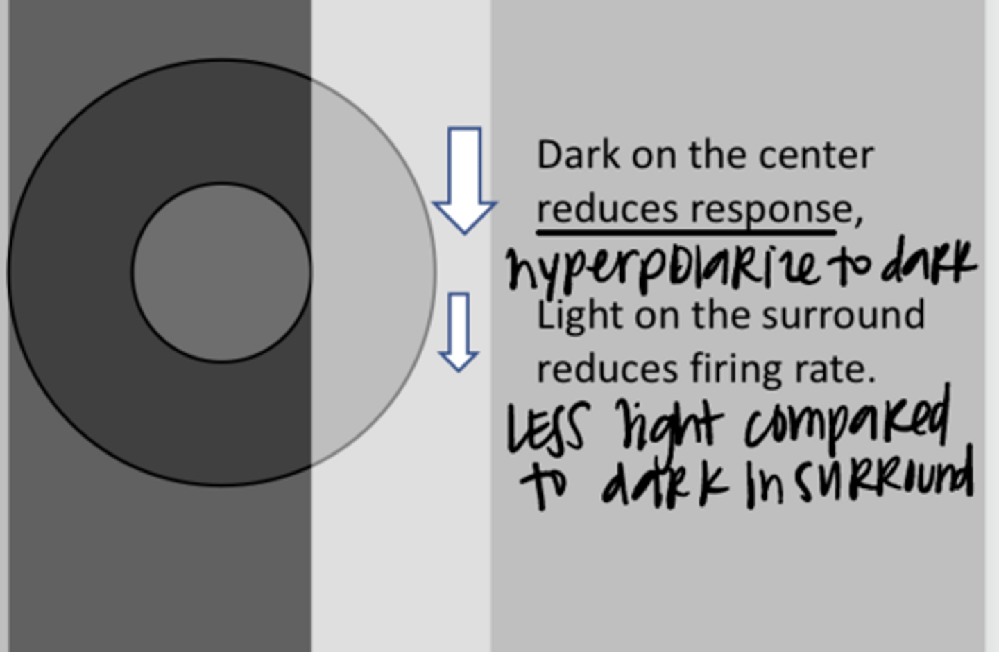 <p>This is an ON-center ganglion cell. What is the likely response? (See Pic)</p>