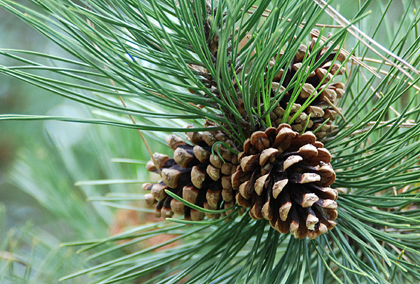 <p>Austrian pine, Pinus nigra, Pinaceae</p>