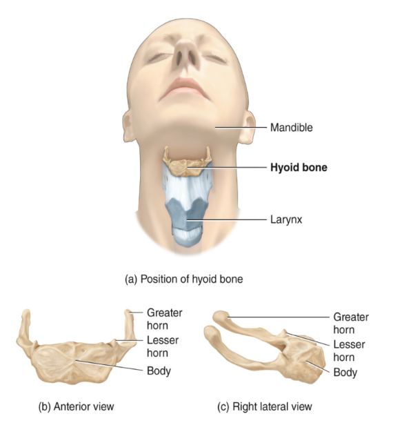 <ul><li><p>this bone forms no articulations with bone</p></li><li><p>functions to attach muscles of the tongue, neck, and pharynx</p></li></ul><p></p>