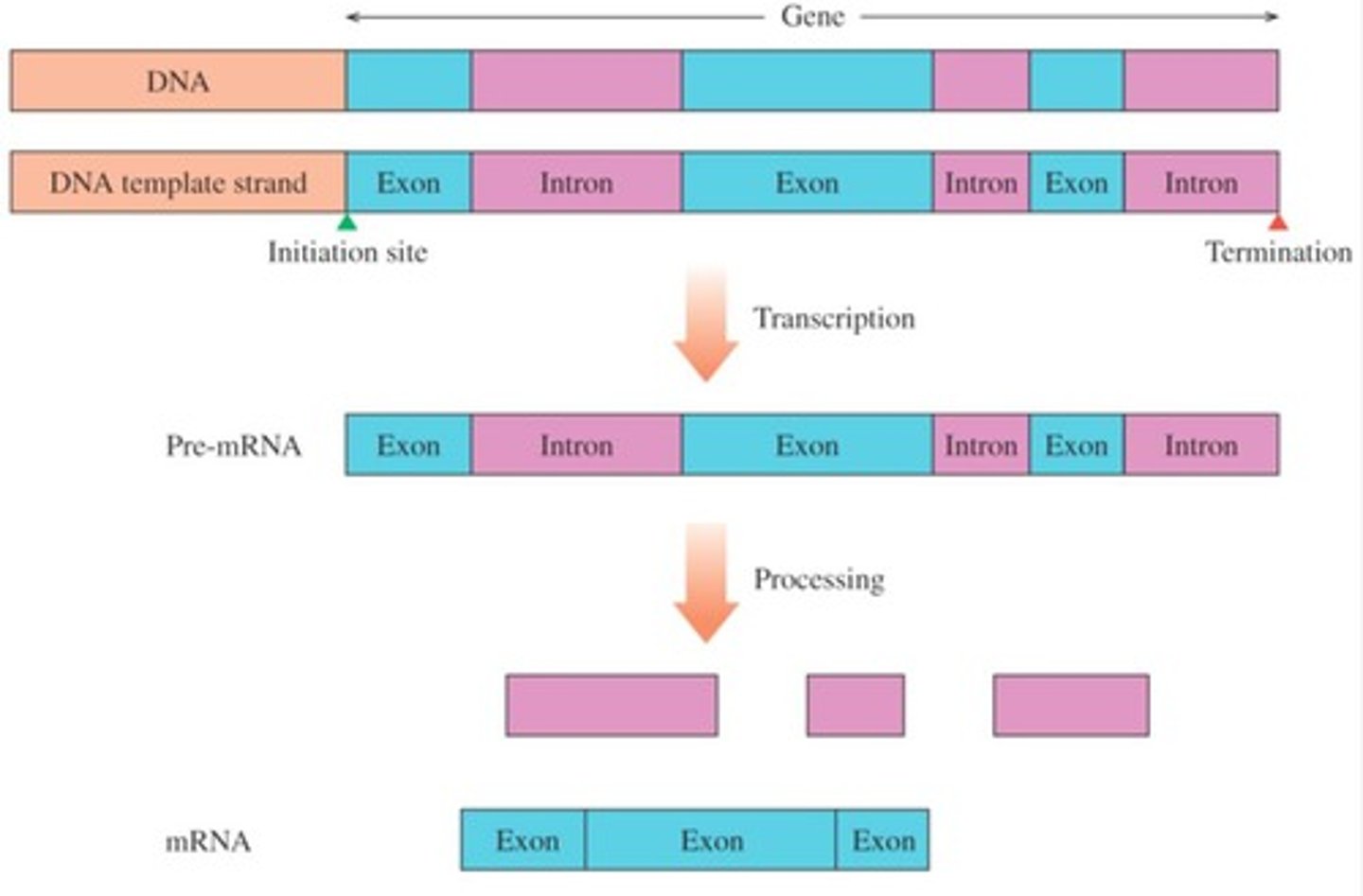 <p>RNA Polymerase - enzyme that reads the template DNA and transcribes the DNA to RNA.</p>