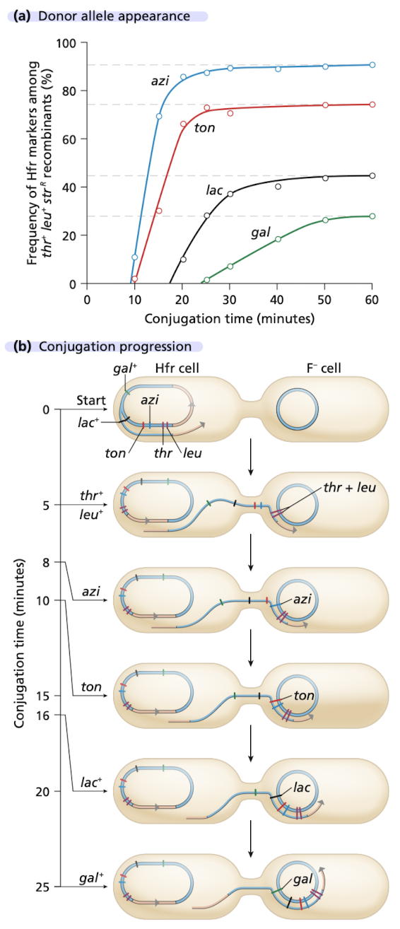 <p>Known: <strong><em>thr and leu </em></strong>are closer to the origin of transfer in HfrH </p><ul><li><p>utilize the leu+ thr+ str^r exconjugants on a 2nd plate to determine which other donor alleles have undergone recombination </p></li><li><p><strong><em>azi </em></strong>- 8 minutes </p></li><li><p><strong><em>tonA </em></strong>- 10 minutes </p></li><li><p><strong><em>lac - </em></strong>16 minutes </p></li><li><p><strong><em>galB </em></strong>- 25 minutes </p></li></ul>