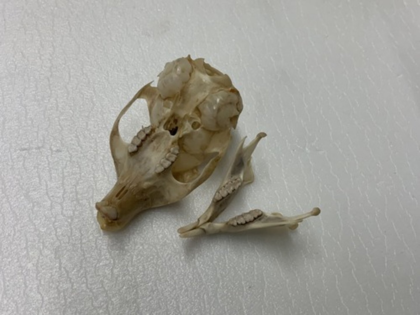 <p>Genus, species</p><p>-4 cheek teeth (no peg)</p><p>-3 internal septa</p><p>-anterior boarder adjacent to 1st cheek tooth</p>