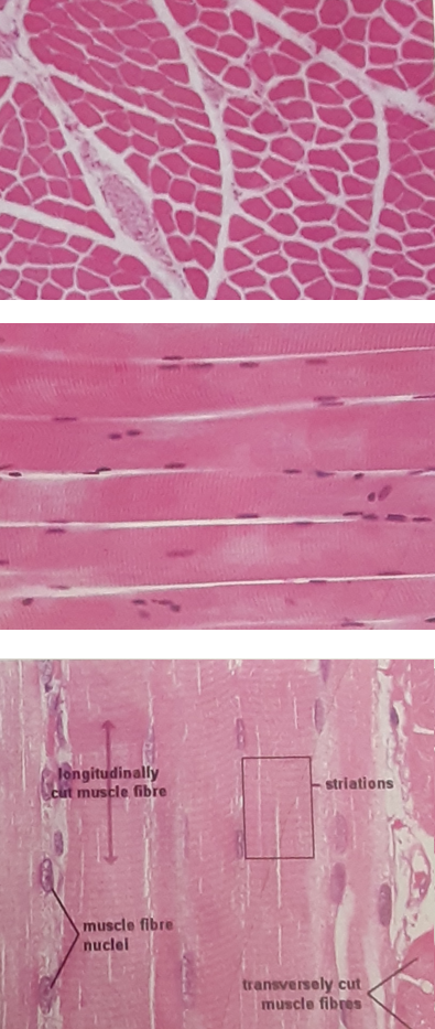 <ul><li><p>Attached to bony Skeleton</p></li><li><p>Elongated Fibers</p></li><li><p>Striated Appearance</p></li><li><p>Multinucleate</p></li><li><p>Voluntary Muscle</p><ul><li><p>Subject to conscious control</p></li><li><p>Responsible for reflex contraction   </p></li></ul></li></ul><p></p>