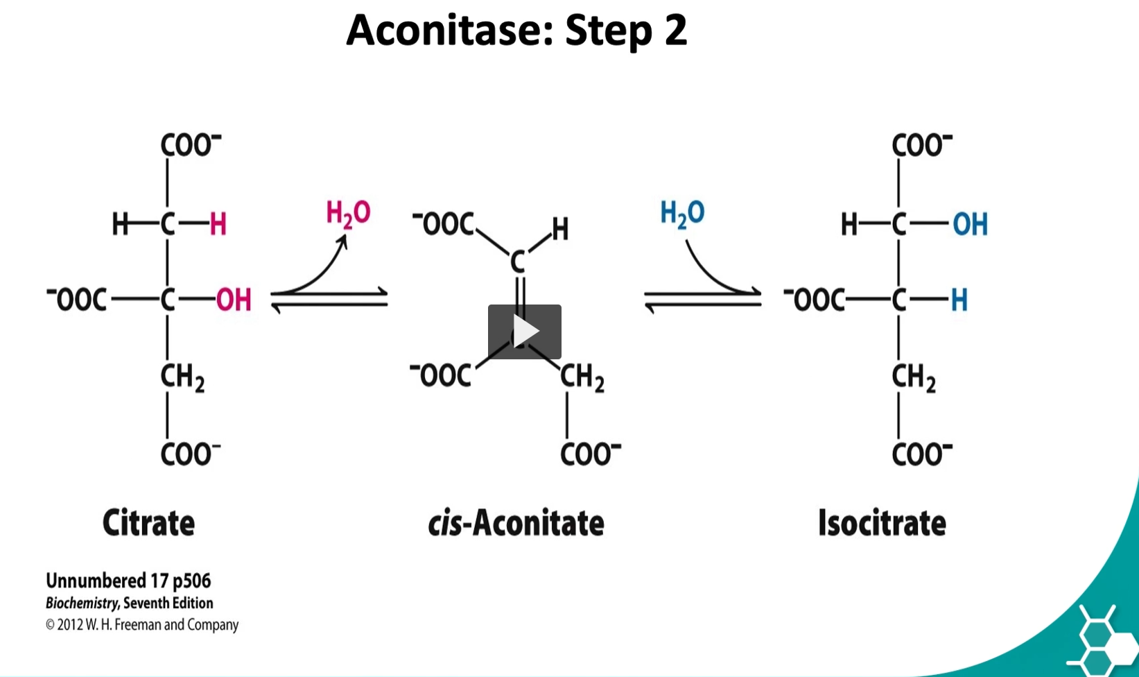 <p>But citrate has a <strong>hydroxyl group in the wrong position</strong>, so it must be rearranged before oxidation can occur in the cycle.</p><p>the <strong>second step</strong> is a <strong>reversible one</strong>. Here we have a conversion of citrate → iso-citrate by aconitase enzyme.</p><p><u>2. Aconitase Etymology </u></p><ul><li><p><strong>aconitic acid</strong> → a molecule related to citrate that contains a <strong>double bond</strong></p></li><li><p><strong>-ase</strong> → enzyme</p></li></ul><p><strong>Aconitase = the enzyme that converts citrate through the aconitate intermediate.</strong></p><p><u>3. Cis-aconitate Etymology </u></p><ul><li><p><strong>aconitate</strong> → derived from <strong>aconitic acid</strong>, a compound with a <strong>carbon–carbon double bond</strong></p></li><li><p><strong>cis</strong> → Latin <em>“on the same side”</em></p></li></ul><p>Cis-aconitate is a <strong>temporary intermediate</strong> formed when <strong>water is removed from citrate</strong>.</p><p><u>4. Isocitrate Etymology </u></p><ul><li><p><strong>iso-</strong> = equal / rearranged</p></li><li><p><strong>citrate</strong> = citric acid derivative</p></li></ul><p><strong>Isocitrate = a rearranged form of citrate.</strong></p><p><u>5. What actually happens in Step 2 </u></p><p>The enzyme <strong>aconitase</strong> performs <strong>two reactions</strong>:</p><p><u> Step A — Dehydration </u></p><p>Water is removed:</p><p> <span>Citrate→cis-aconitate+H2O\text{Citrate} \rightarrow \text{cis-aconitate} + H_2OCitrate→cis-aconitate+H2​O</span> </p><p>This creates a <strong>double bond</strong>.</p><p><u>Step B — Rehydration </u></p><p>Water is added back, but in a <strong>different orientation</strong>:</p><p> <span>cis-aconitate+H2O→Isocitrate\text{cis-aconitate} + H_2O \rightarrow \text{Isocitrate}cis-aconitate+H2​O→Isocitrate</span> </p><p>This moves the <strong>–OH group</strong> to a different carbon.</p><p><u>6. Why this step is important </u></p><p>Citrate cannot easily undergo <strong>oxidation</strong>.</p><p>Rearranging it to <strong>isocitrate</strong> puts the <strong>hydroxyl group in the correct position</strong> for the next step:</p><p> <span>Isocitrate→α-ketoglutarate</span></p><p>This step produces <strong>NADH and CO₂</strong>.</p>