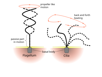 <p><u>Flagella/ Cilia:</u> help the cell move. Flagella are longer and more propellor-like. Cilia are much ______ and move in back-and-forth ______ motions.</p>