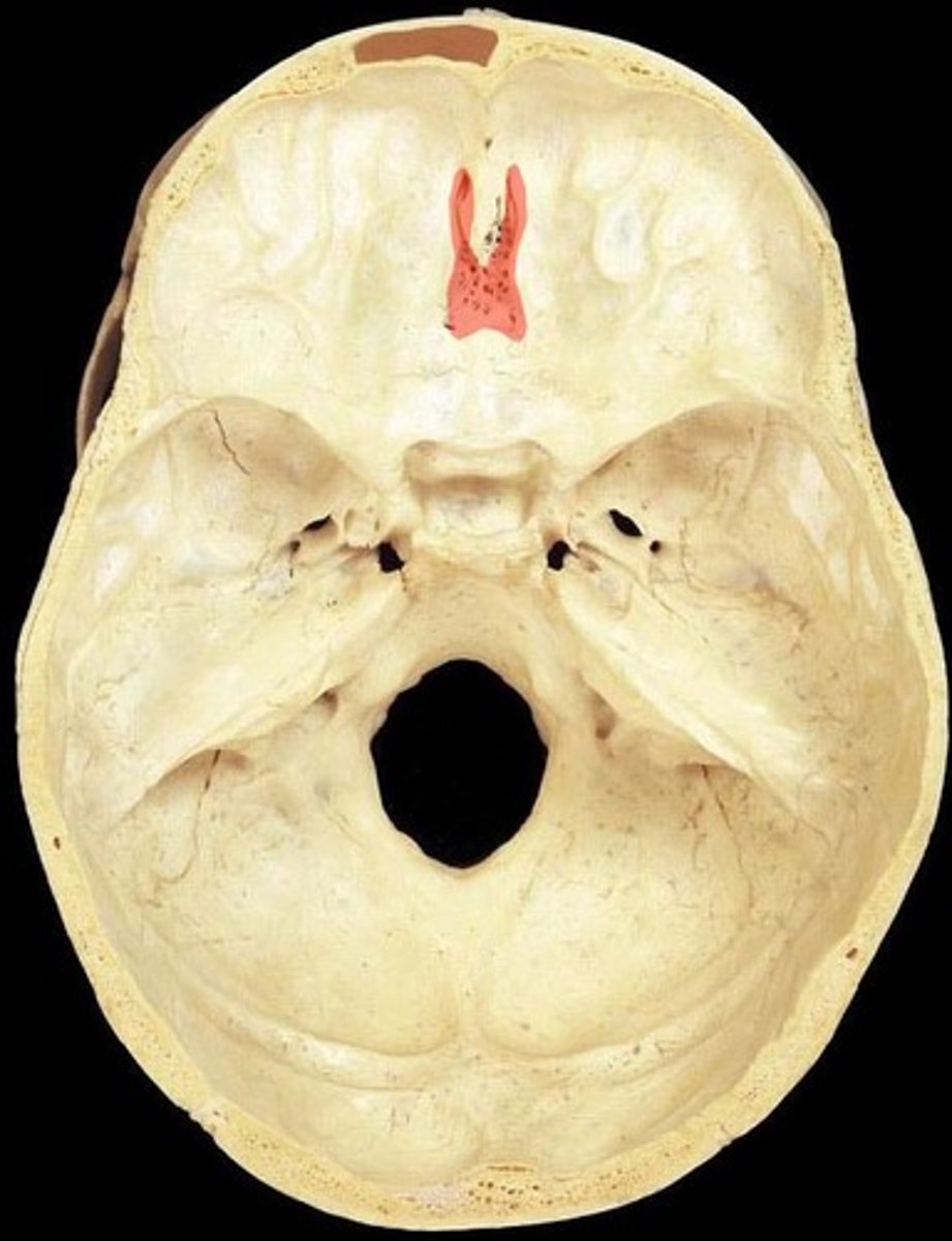 <p>allows olfactory nerves to pass through</p>