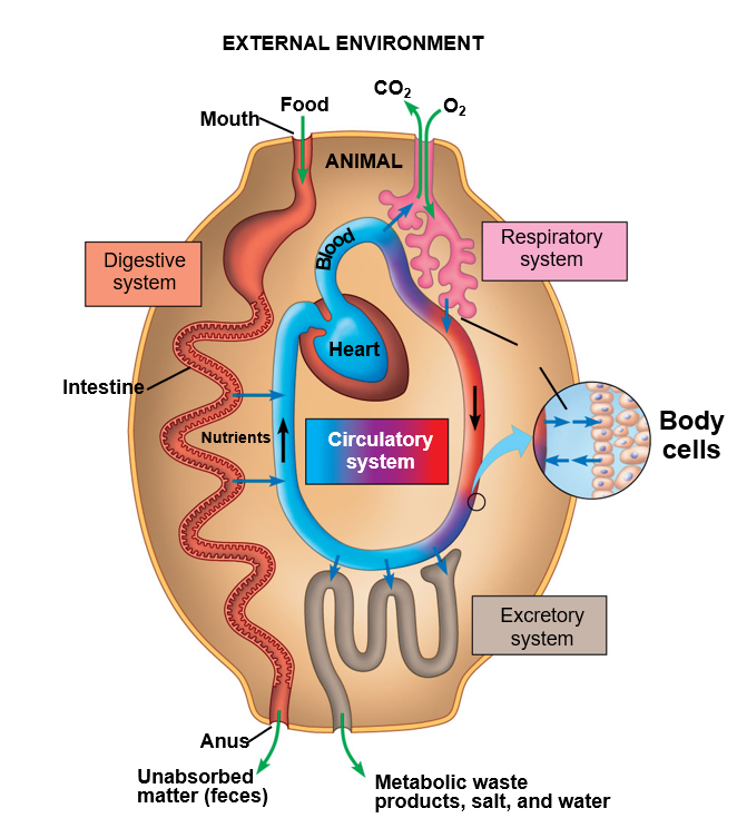 <p>Circulatory fluid, set of tubes(vessels), muscular pump, areas to onload and offload, it pairs with the respiratory, digestive, and excretory systems</p>