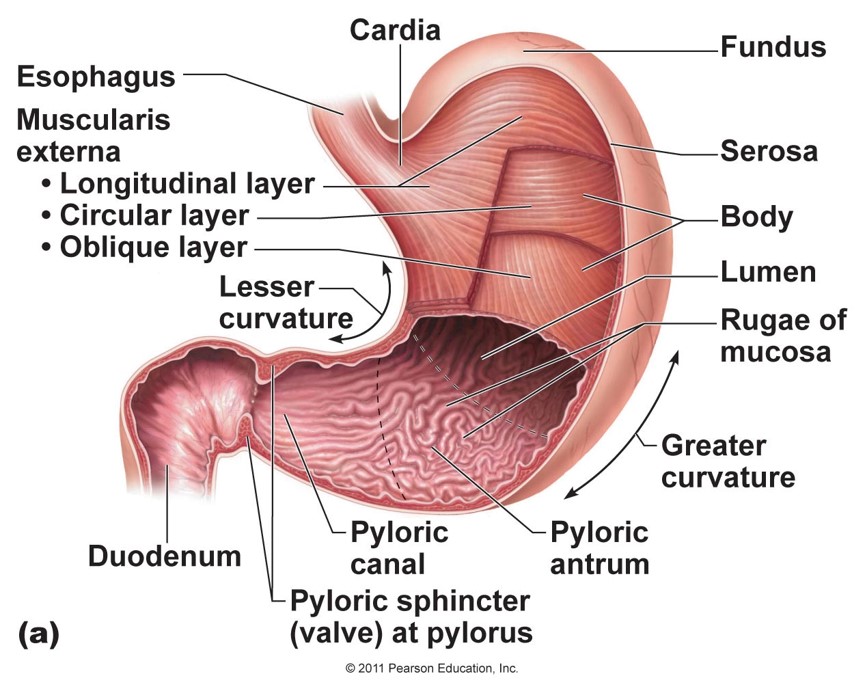 <p>Stomach</p>