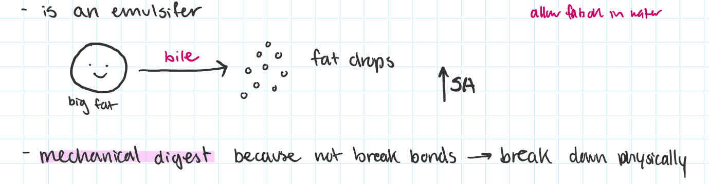 <p>breakdown of fats </p>