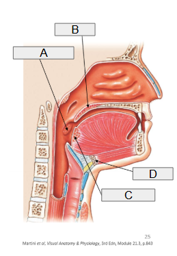 <p>C</p>