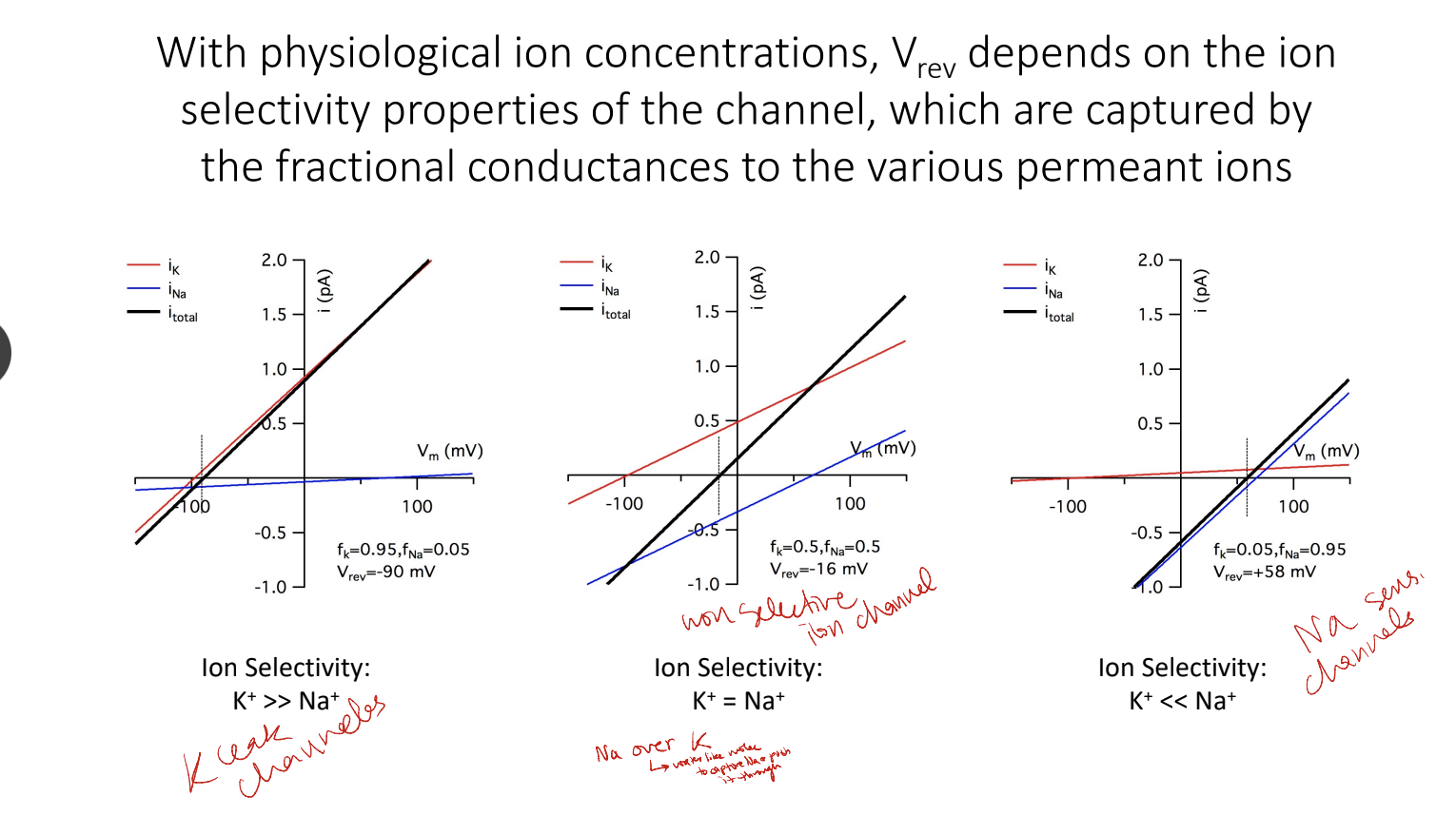 * equilibrium potentials for permeant ions which depend on ratios of external and internal ion conc
* fractional conductance of channel to permeant ions
