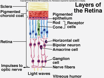 <p>Primary neurons (outter layer)</p><ul><li><p>rods and cones</p></li></ul><p>Secondary neurons (middle layer)</p><ul><li><p>bipolar cells</p></li></ul><p>Tertiary neurons (innermost layer)</p><ul><li><p>ganglion cells </p></li></ul><p></p>