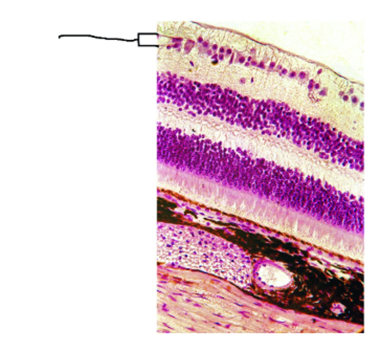 <p>Identify structure.</p>