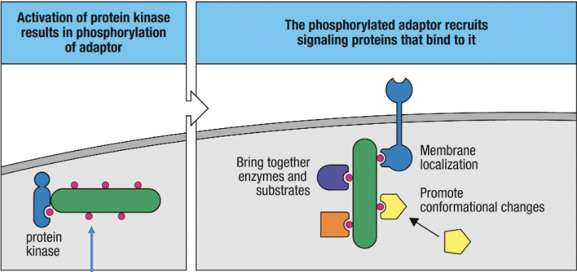 Help to assemble signaling complexes
Have many sites of phosphorylation (so they can be activated by kinases) and lack enzymatic activity
Function by recruiting other proteins to signaling complex and those proteins bind to the phosphorylated sites of the adaptor protein