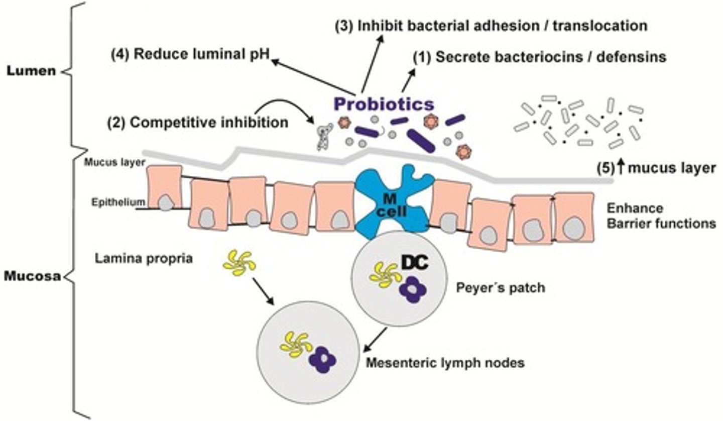 <p>Live microorganisms improving gut microbial balance.</p>
