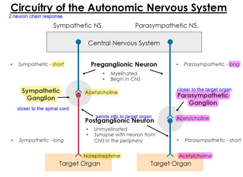 <p>preganglionic neuron and postganglionic neuron</p>