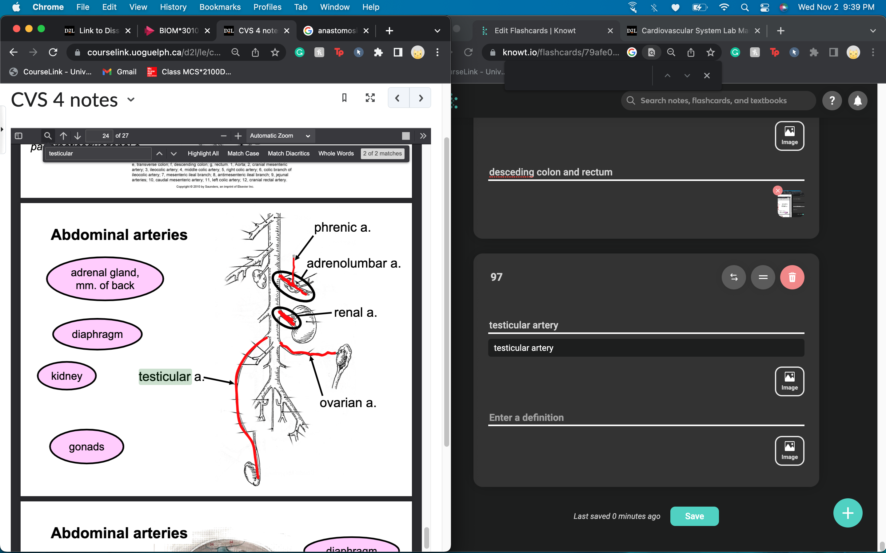 adrenal gland 
muscles of the back