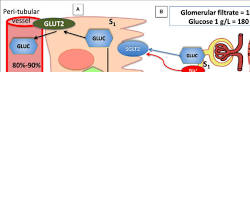 <p>kidney reabsorbs useful substanes such as glucose from the blood during filtration.</p><p>-glucose is transported from the kidney tubules into the epithelial cells of the capillaries against concentration gradient.</p>