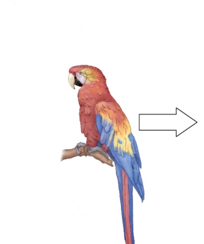 <p>Toward the tail.</p>