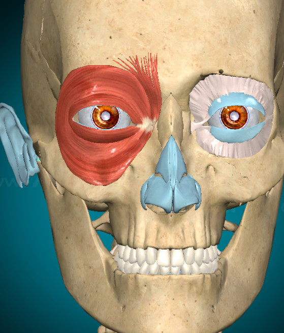 <ul><li><p>What? Oribicularis oculi</p></li><li><p>f(x): close eyelids</p></li></ul><p></p>