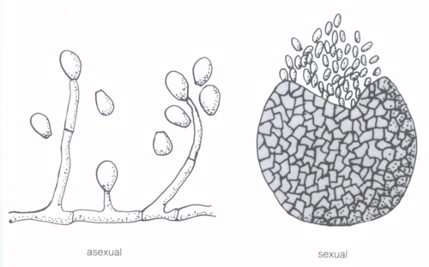 <p>-study guide has lots of good pictures for these and some things above too!!</p><p>PBoydii:</p><p>-sexual state</p><p>-large brown cleistothecia</p><p>-elliptical ascospores inside</p><p>SBodyii:</p><p>-asexual state</p><p>-septate hyphae with simple, conidiophores</p><p>-conidia are unicellular, oval, and truncate (cut off at the base)</p>