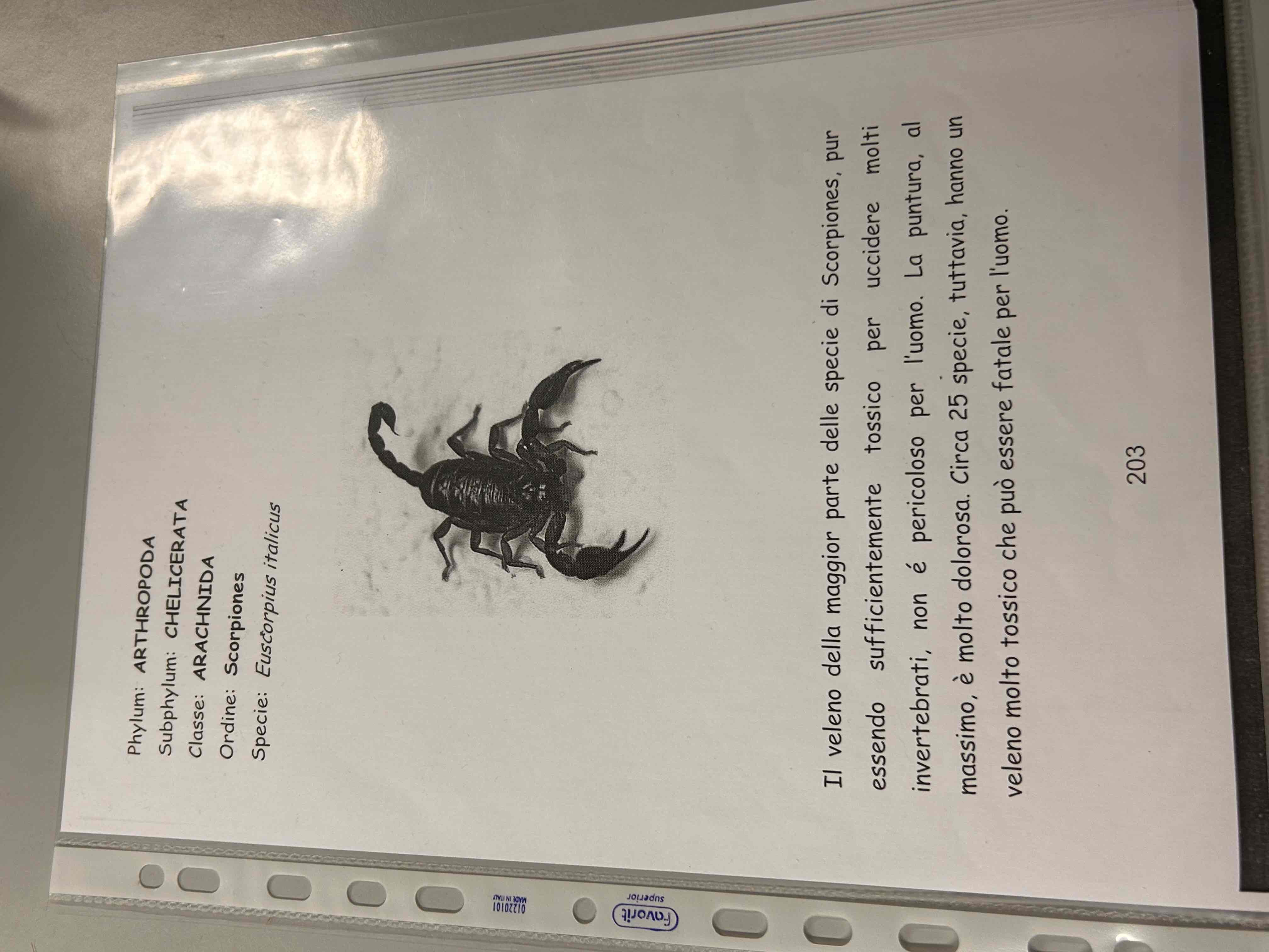 <p>Chelicerati</p><p>Aracnidi</p><p>Scorpione</p><p>Euscorpius italicus</p>