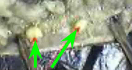 <p>Identify this structure</p>