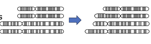 <p>Rearrangements of chromosomes due to the insertion of genetic material from one chromosome to another.</p>