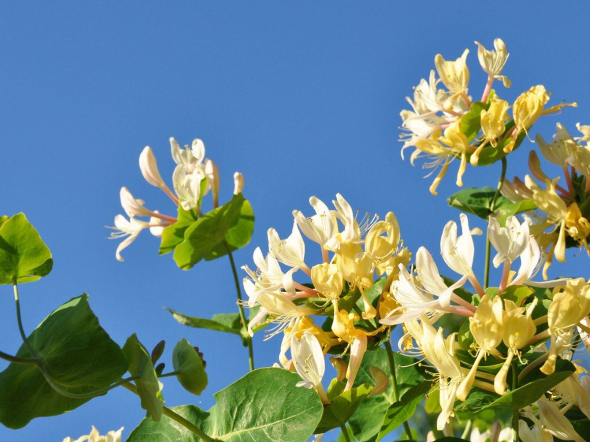 <p><span><strong>honeysuckle</strong></span></p>