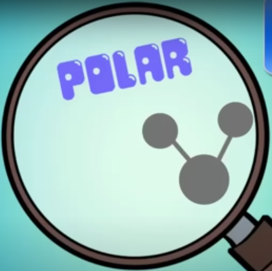<p>What is the molecular shape of water?</p>