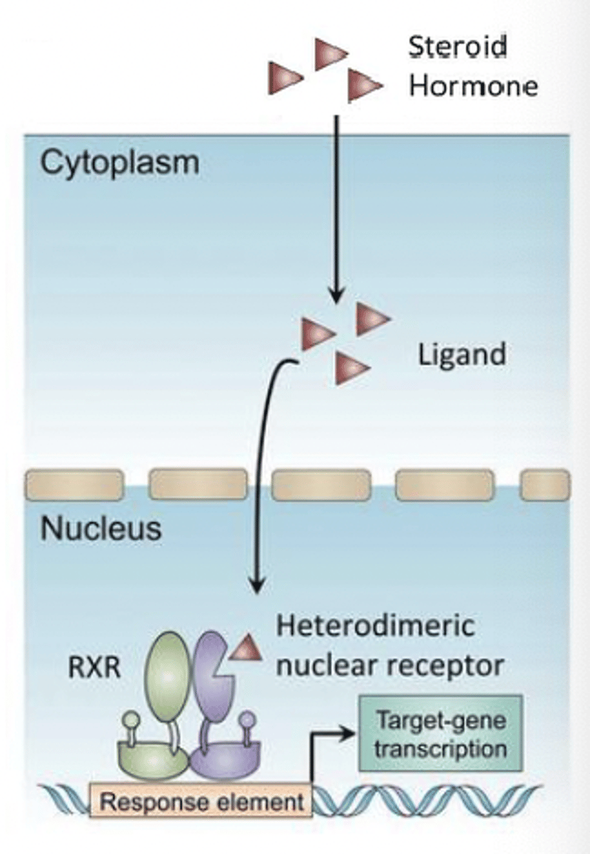<p>diffuse across plasma and organelle membrane (often hydrophobic)</p>