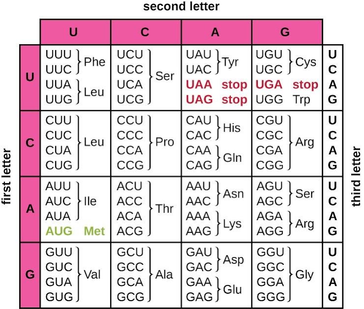 <p>&nbsp;</p><p><span style="line-height: 1.5;"><span>A strand of </span><strong><span>DNA</span></strong><span> reads "</span><strong><span>TAC-ACC-TAG-GCG-ATC</span></strong><span>".&nbsp;</span></span></p><p><span style="line-height: 1.5;"><span>(A) Transcribe this sequence into mRNA. </span><em><span>Be sure to put a dash (-) between each codon!&nbsp;</span></em></span></p><p><span style="line-height: 1.5;"><span>(B) List the sequence of amino acids that will be in the protein created from this strand of mRNA. </span><em><span>Be sure to put a dash (-) between each amino acid.</span></em></span></p>