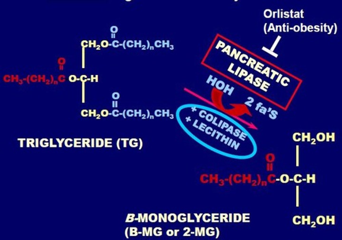 <p>-anti-obesity <br>-blocks pancreatic lipase, halts TG to B-monoglyceride (B-MG or 2-MG)</p>