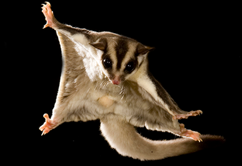 <p>Sugar Glider</p>