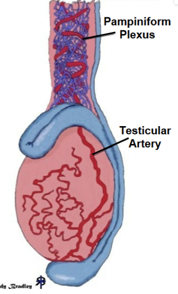 <p>convoluted testicular artery </p>