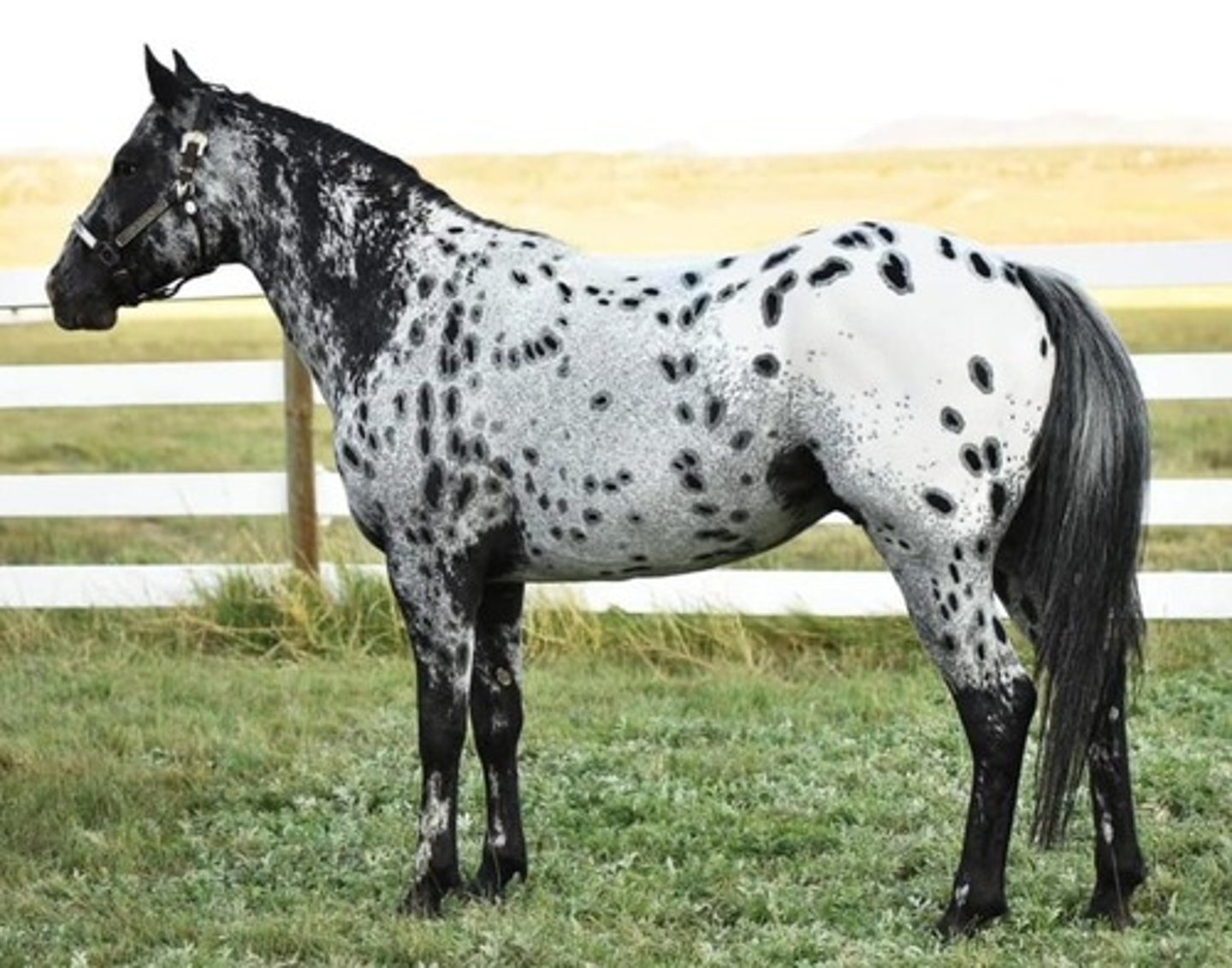 <p>A color breed popular in the U.S., known for its spotted coat and being trustworthy, gentle, and highly intelligent.</p>