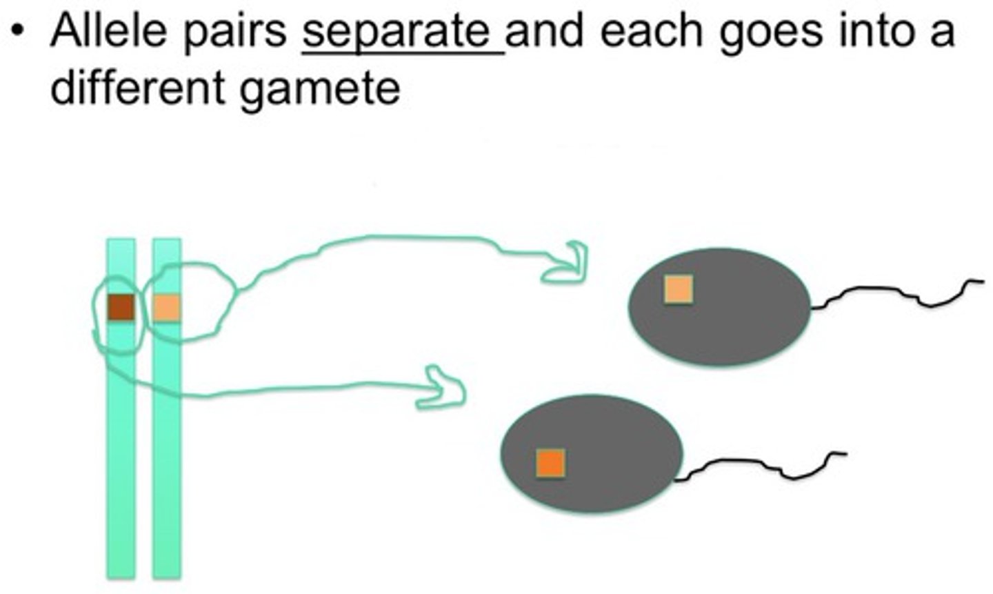 <p>the two alleles of a gene found on each of a pair of chromosomes segregate independently of one another into sex cells</p>