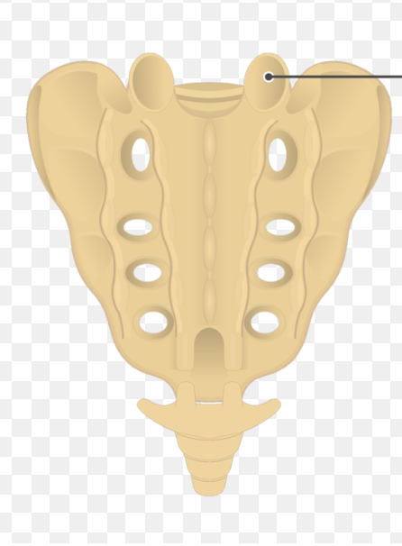 <p>what component of the sacrum is this?</p>